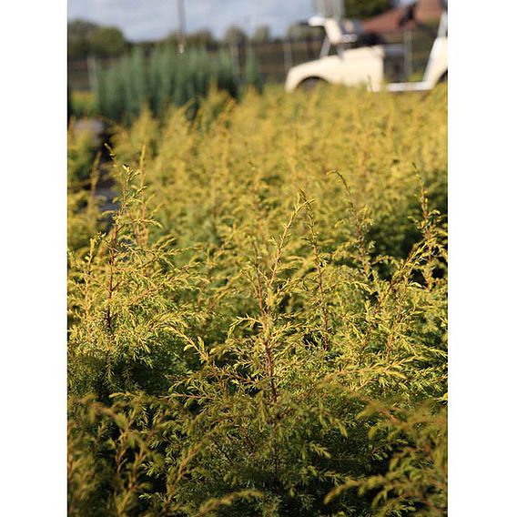 Juniperus communis 'Green Carpet'