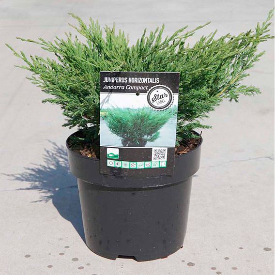 Juniperus horizontalis 'Andorra Compact'