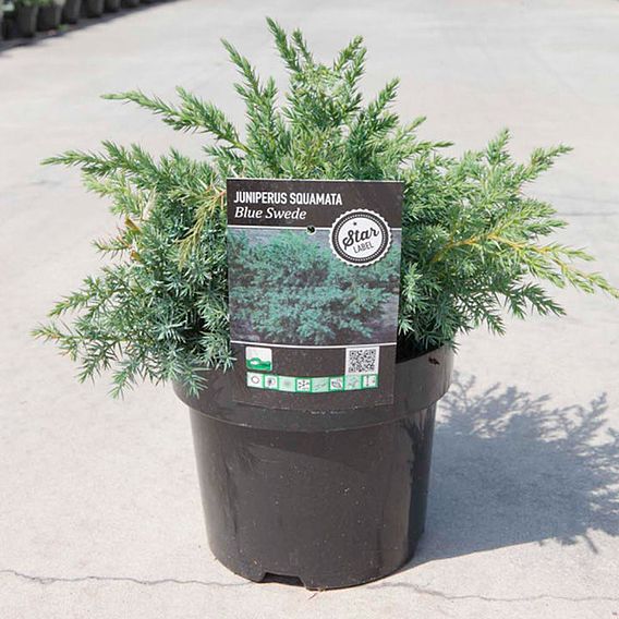 Juniperus squamata 'Blue Swede'