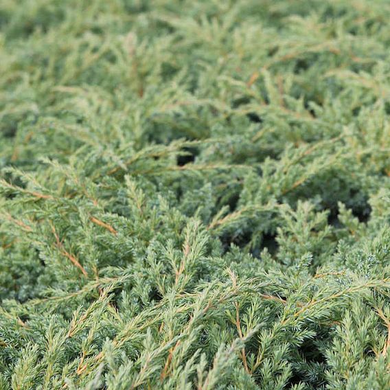 Juniperus squamata 'Dream Joy'