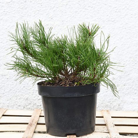 Pinus mugo 'Pumilio Group'