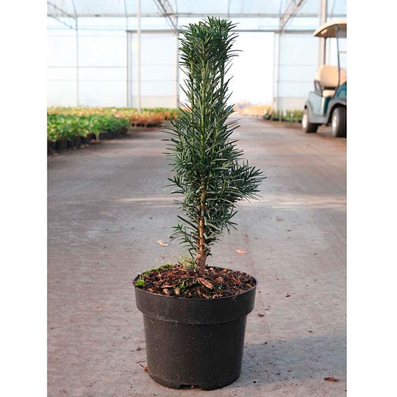 Taxus baccata 'Fastigiata Robusta'