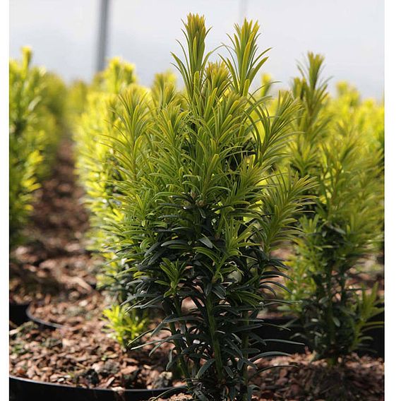 Taxus baccata 'Kupfergold'