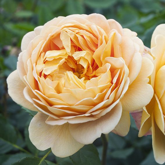 Rose 'Scented Double Gold'