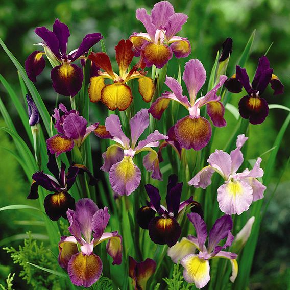 Iris 'Metallic Mixture'