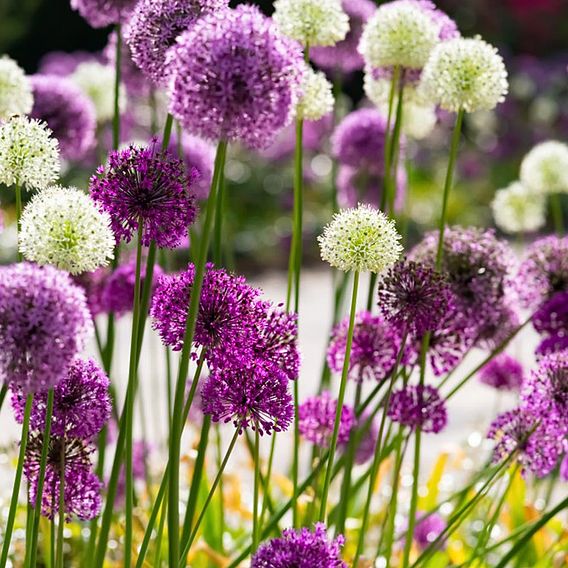 Allium 'Big Impact Mixed'