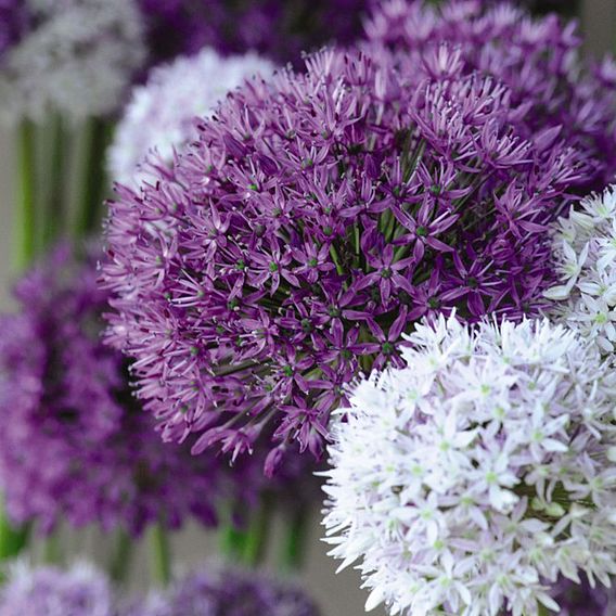 Allium 'Big Impact Mixed'