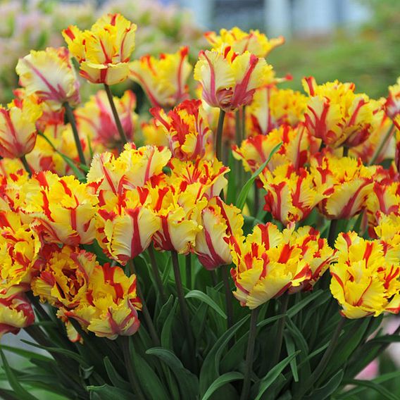 Tulip 'Flaming Parrot'