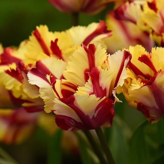 Tulip 'Flaming Parrot'