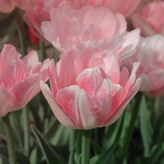 Tulip 'Angelique'