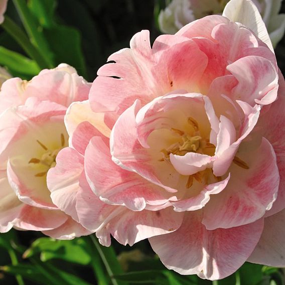 Tulip 'Angelique'