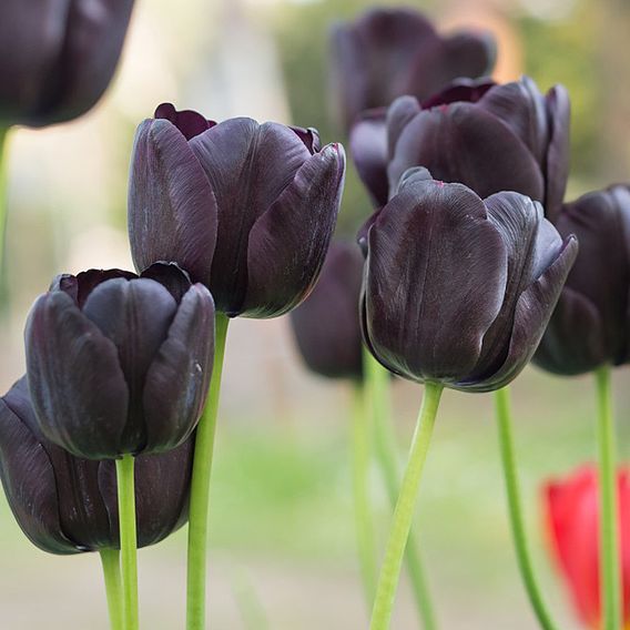 Tulip 'Black Satin'