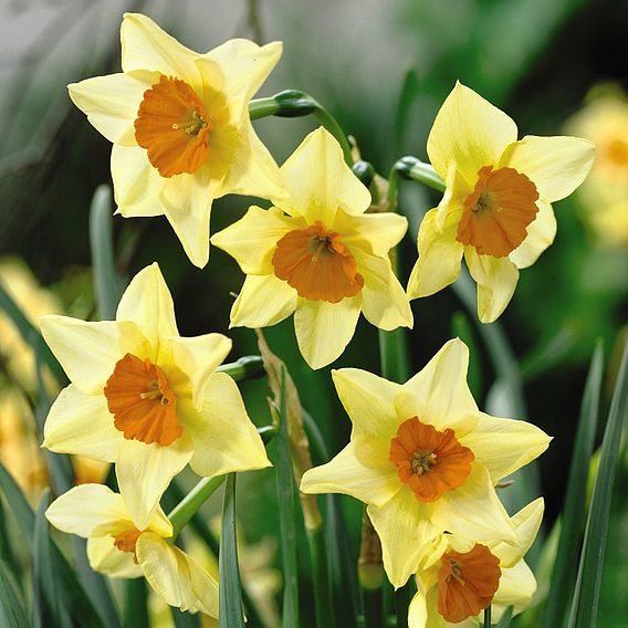 Narcissus 'Suzy'