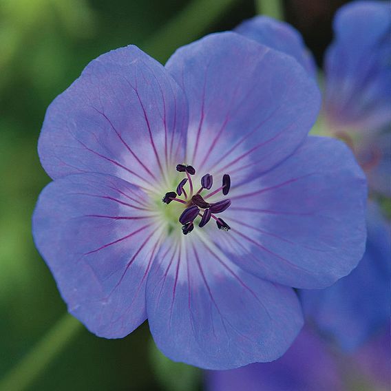 Geranium 'Rozanne'