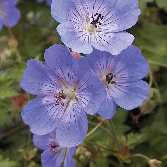 Geranium 'Rozanne'