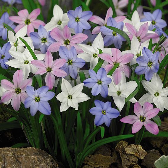 Ipheion Mixed