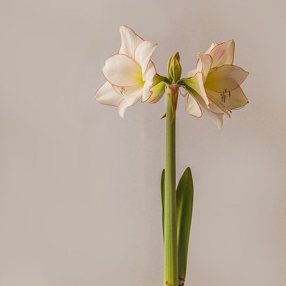 Amaryllis 'Picotee'