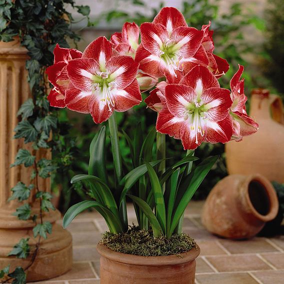 Amaryllis Minerva