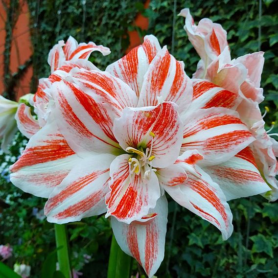 Amaryllis Dancing Queen