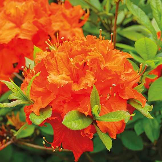 Azalea 'Dwarf Orange'