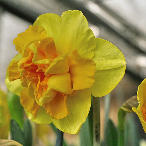 Narcissus 'Raffles'