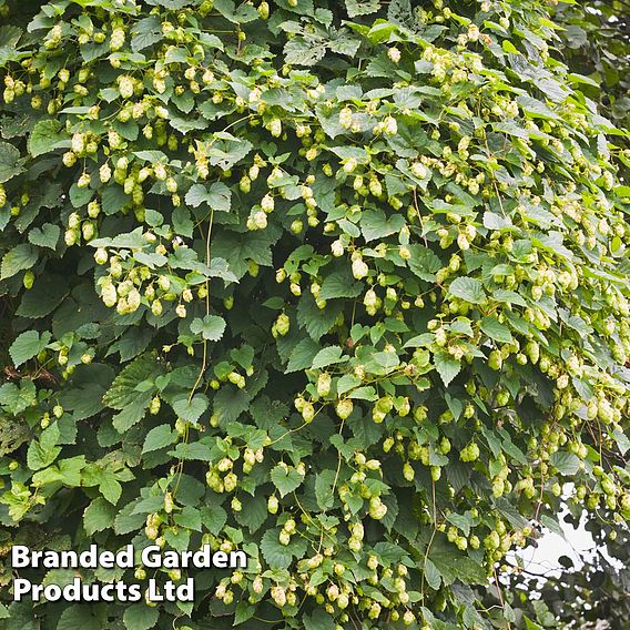 Humulus lupulus