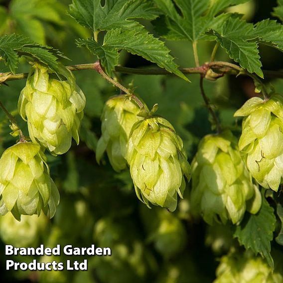 Humulus lupulus