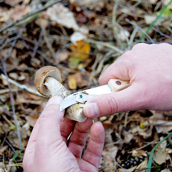 Mushroom Knife