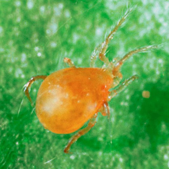 Spider Mite Killer