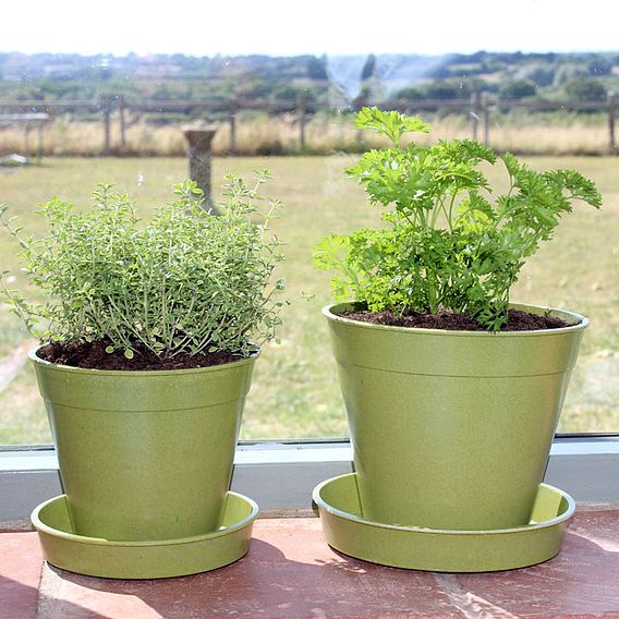 Bamboo & Rice Pots and Saucers – Sage Green