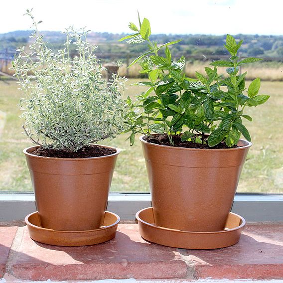 Bamboo & Rice Pots and Saucers – Terracotta