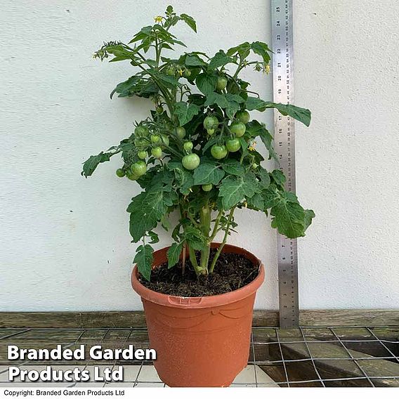 Tomato Plant - Sweet & Sturdy