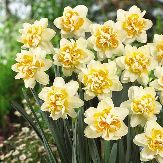 Narcissus 'Peach Cobbler'