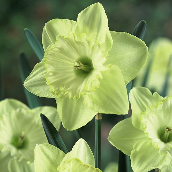 Narcissus 'St Patrick's Day'