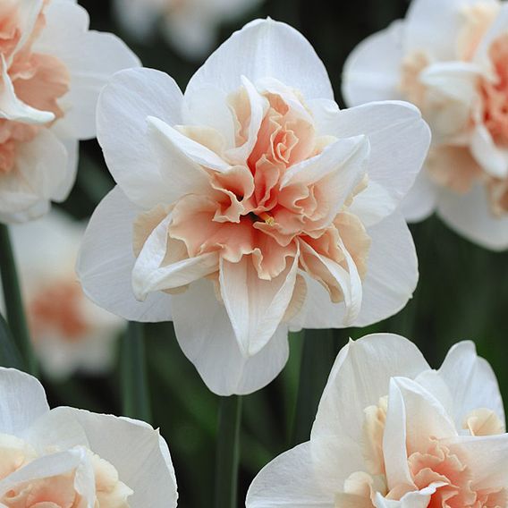 Daffodil Replete Improved Bulbs