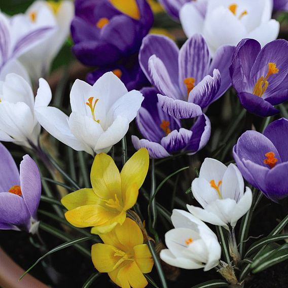 Crocus Value Mix