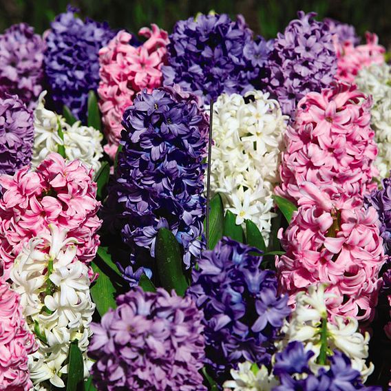 Hyacinth 'Value Mixed'