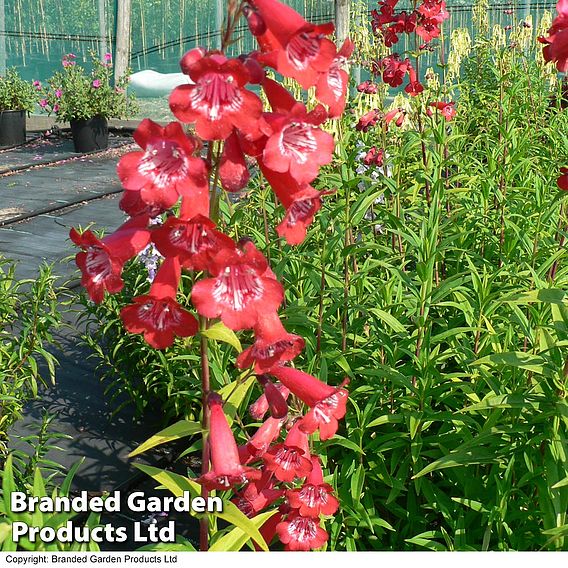 Penstemon 'King George V'