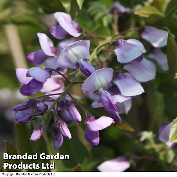 Wisteria brachybotrys 'Okayama'