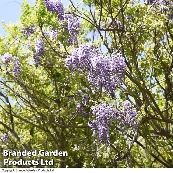 Wisteria brachybotrys 'Okayama'