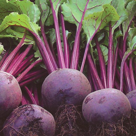 Beetroot 'Rhonda' (Organic) - Seeds