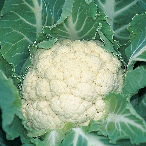 Cauliflower 'Medallion' F1 - Organic Seeds