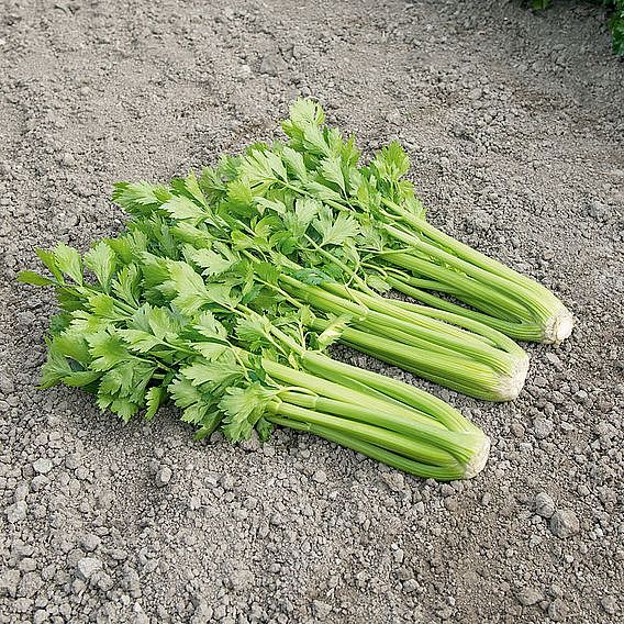 Celery Tango