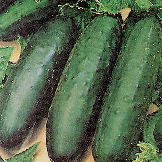 Cucumber 'Marketmore' - Organic Seeds