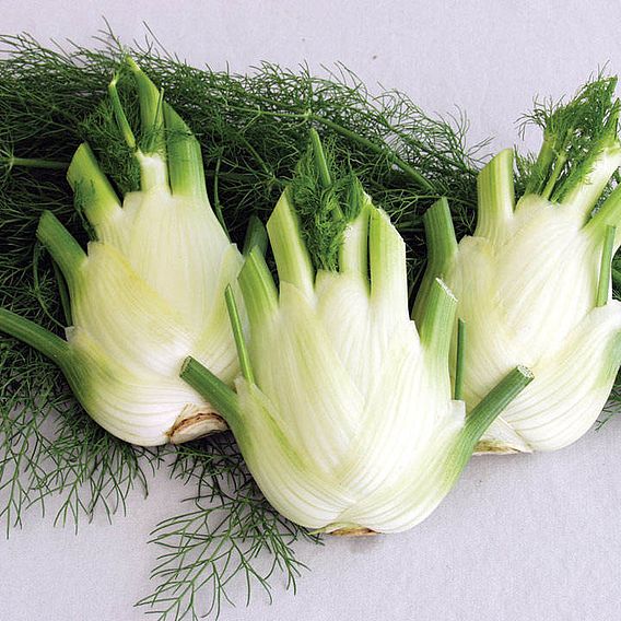 Florence Fennel (Organic) Seeds - Finale