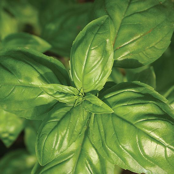 Herb (Organic) Seeds - Basil Genovese
