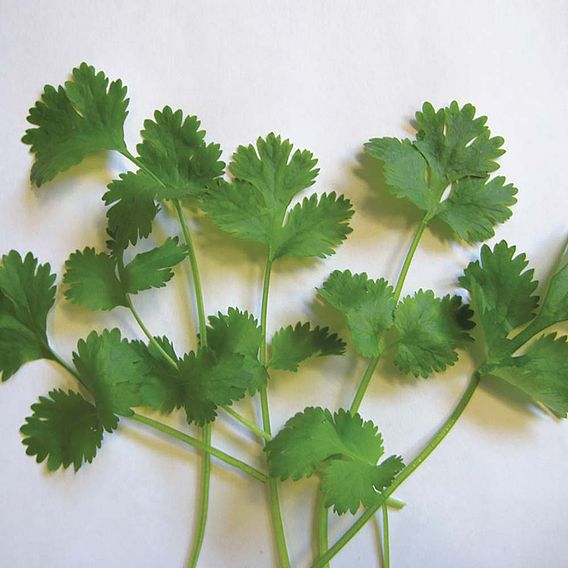 Coriander - Organic Seeds