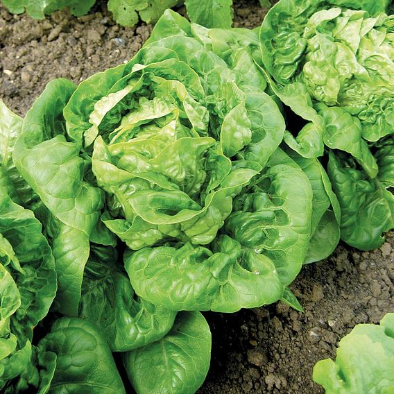 Lettuce (Organic) Seeds - Little Gem