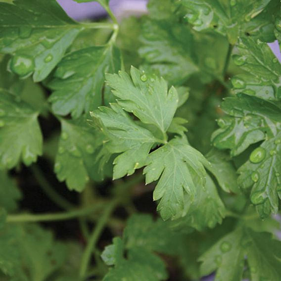 Herb (Organic) Seeds - Parsley Italian Giant