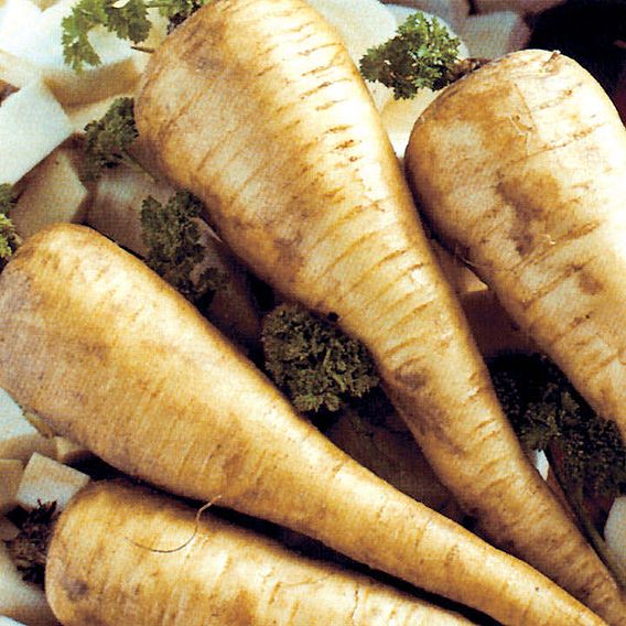 Parsnip 'Tender and True' - Organic Seeds